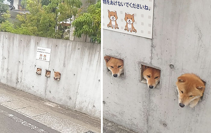 50 Times Shibas Proved They&#8217;re The Most Much Wow Dogs Ever