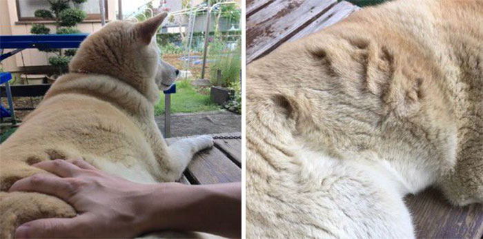 50 Times Shibas Proved They&#8217;re The Most Much Wow Dogs Ever