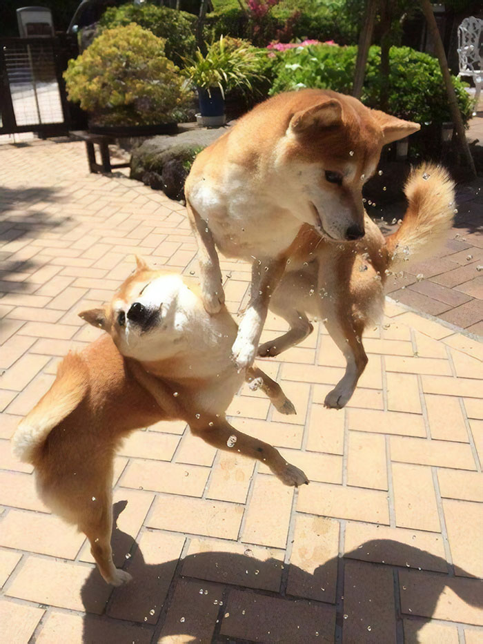 50 Times Shibas Proved They&#8217;re The Most Much Wow Dogs Ever