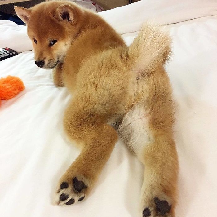 50 Times Shibas Proved They&#8217;re The Most Much Wow Dogs Ever