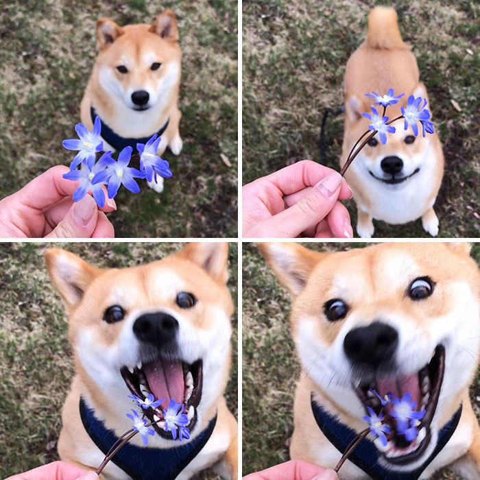 50 Times Shibas Proved They&#8217;re The Most Much Wow Dogs Ever