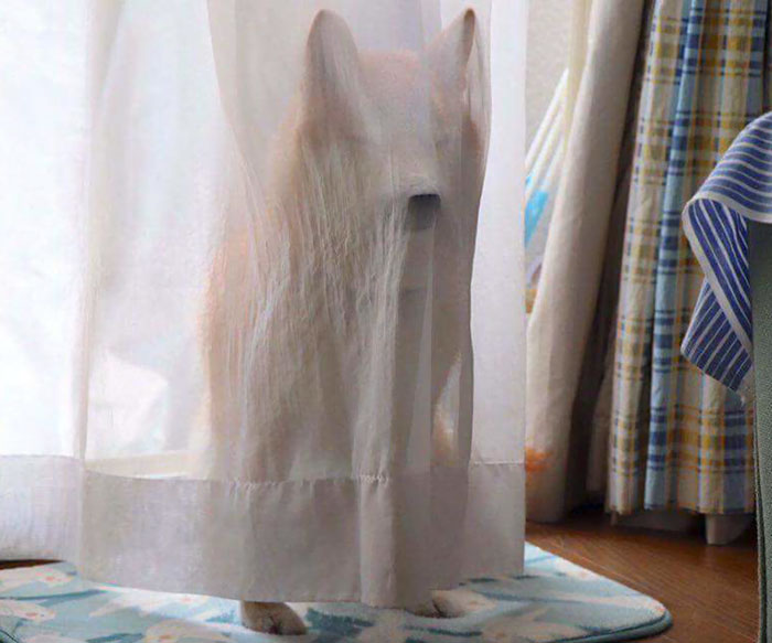 50 Times Shibas Proved They&#8217;re The Most Much Wow Dogs Ever