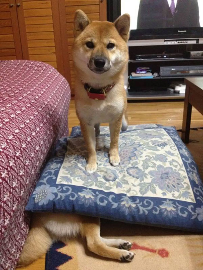 50 Times Shibas Proved They&#8217;re The Most Much Wow Dogs Ever