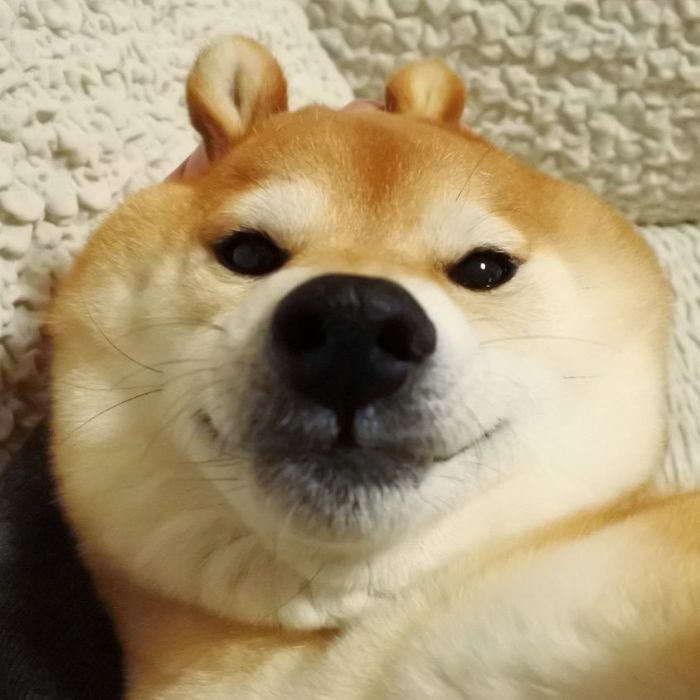 50 Times Shibas Proved They&#8217;re The Most Much Wow Dogs Ever