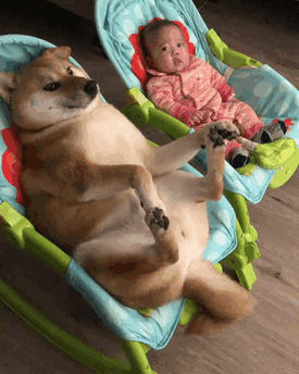 50 Times Shibas Proved They&#8217;re The Most Much Wow Dogs Ever