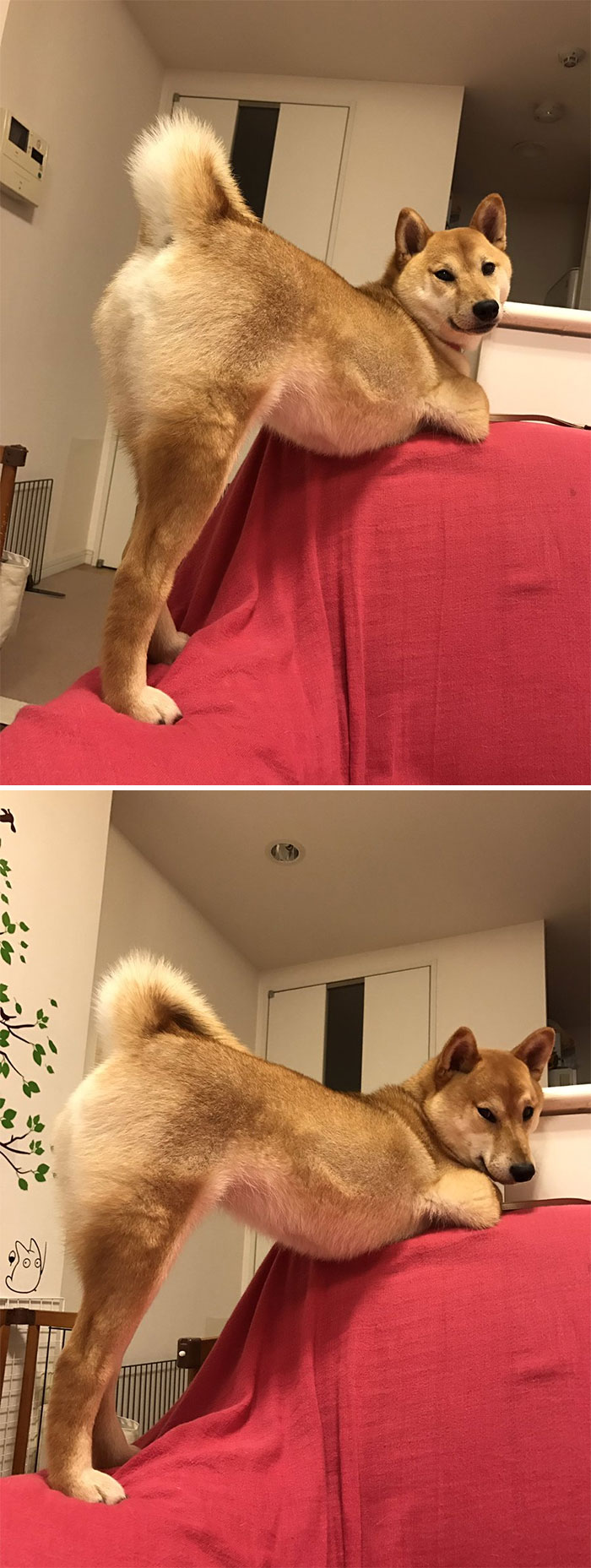 50 Times Shibas Proved They&#8217;re The Most Much Wow Dogs Ever