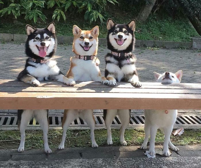 50 Times Shibas Proved They&#8217;re The Most Much Wow Dogs Ever