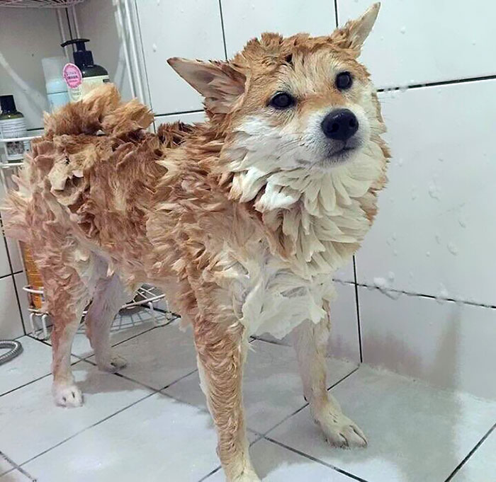50 Times Shibas Proved They&#8217;re The Most Much Wow Dogs Ever