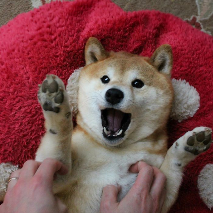 50 Times Shibas Proved They&#8217;re The Most Much Wow Dogs Ever