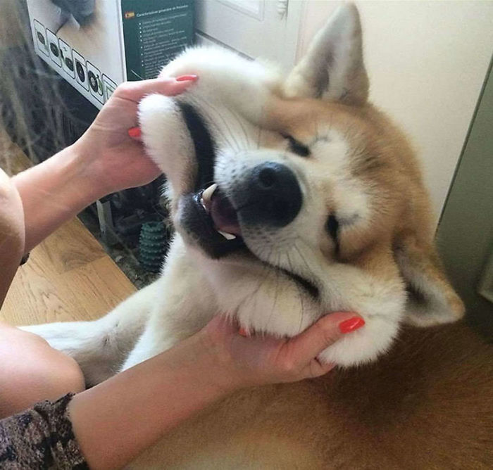 50 Times Shibas Proved They&#8217;re The Most Much Wow Dogs Ever