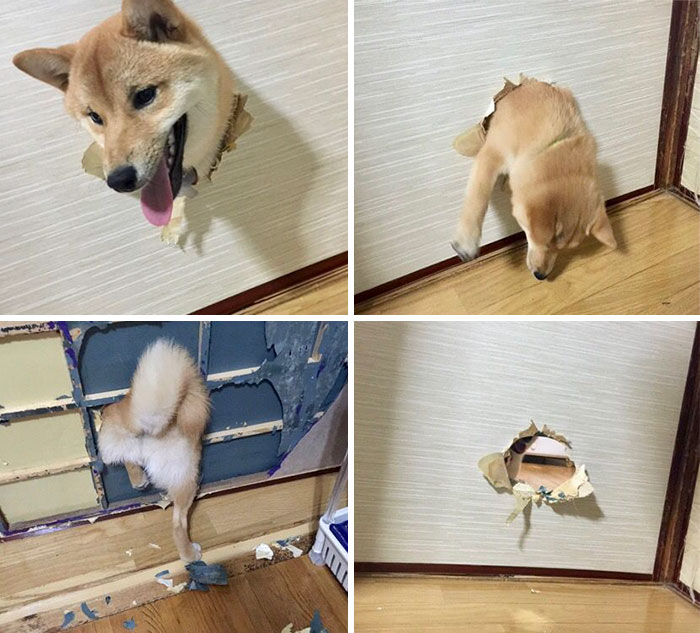 50 Times Shibas Proved They&#8217;re The Most Much Wow Dogs Ever