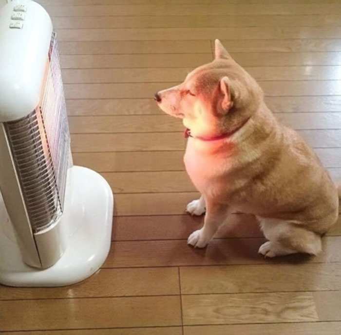 50 Times Shibas Proved They&#8217;re The Most Much Wow Dogs Ever