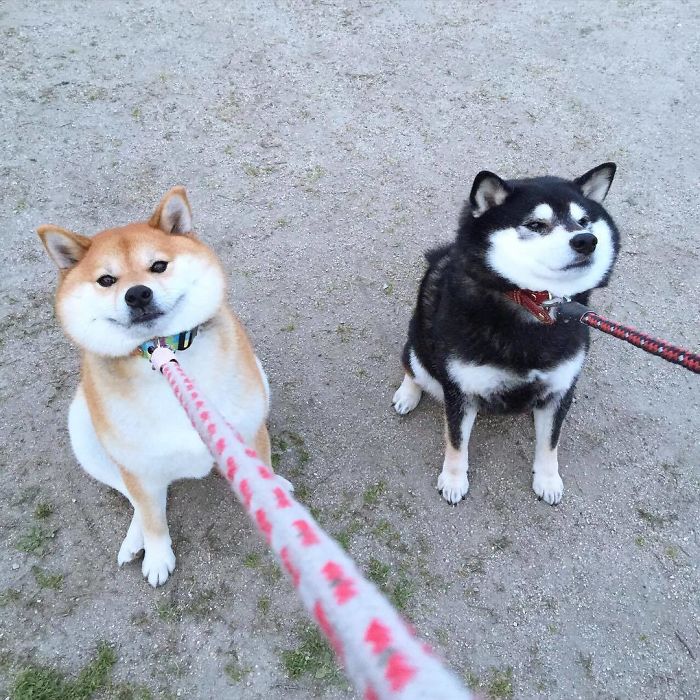 50 Times Shibas Proved They&#8217;re The Most Much Wow Dogs Ever