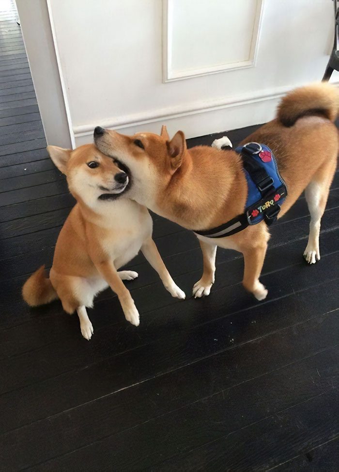 50 Times Shibas Proved They&#8217;re The Most Much Wow Dogs Ever