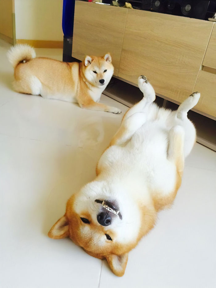 50 Times Shibas Proved They&#8217;re The Most Much Wow Dogs Ever
