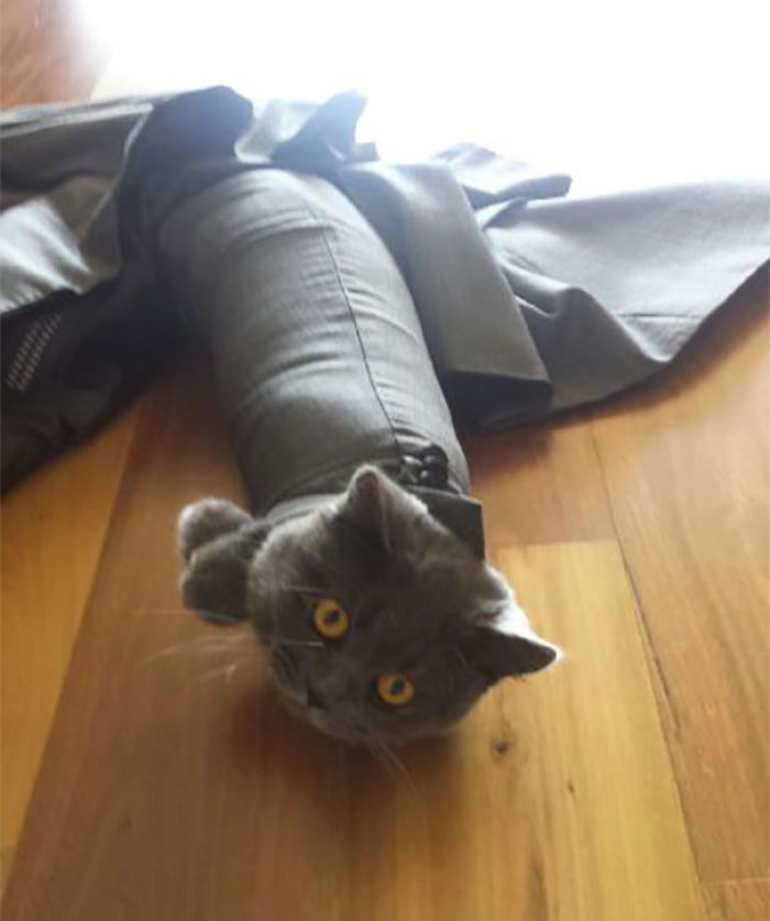 90 Idiot Cats That Will Make You Laugh Out Loud