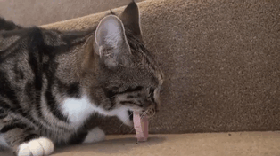 90 Idiot Cats That Will Make You Laugh Out Loud