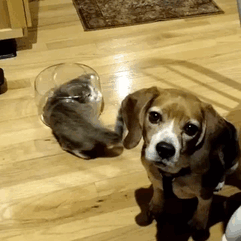 90 Idiot Cats That Will Make You Laugh Out Loud