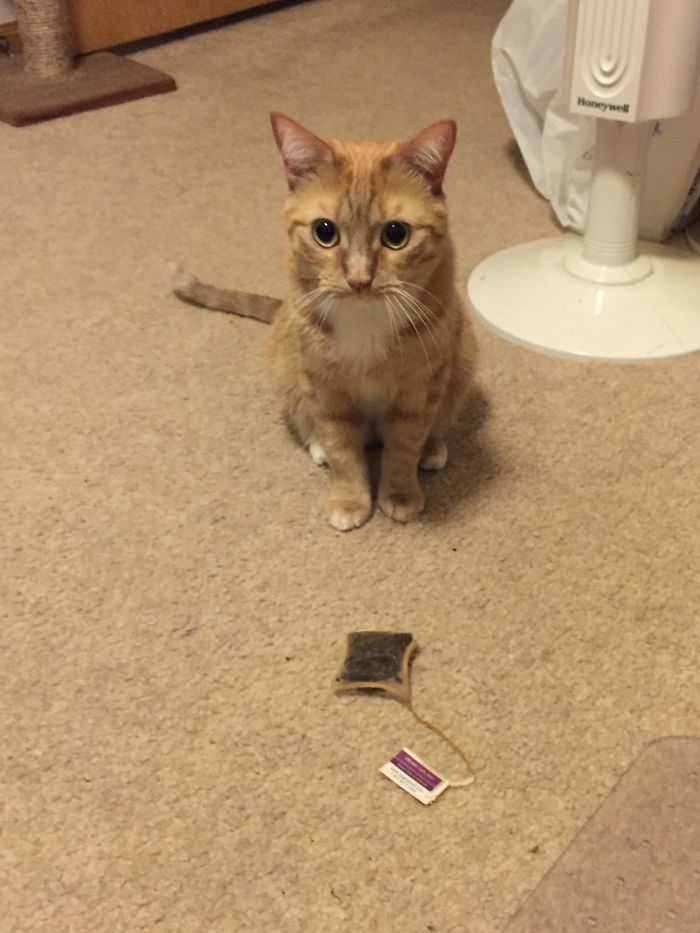 90 Idiot Cats That Will Make You Laugh Out Loud