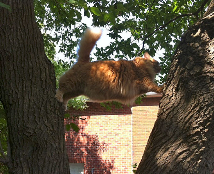 90 Idiot Cats That Will Make You Laugh Out Loud