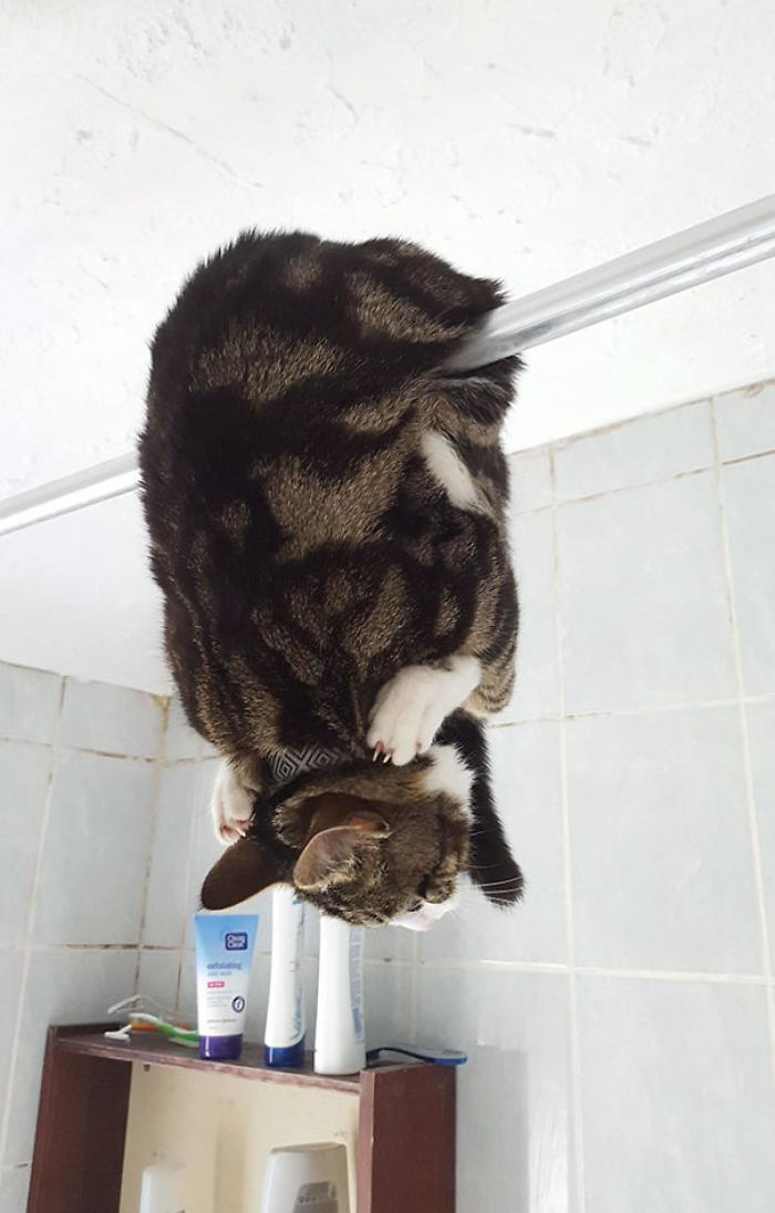 90 Idiot Cats That Will Make You Laugh Out Loud