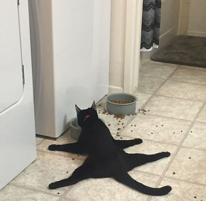 90 Idiot Cats That Will Make You Laugh Out Loud