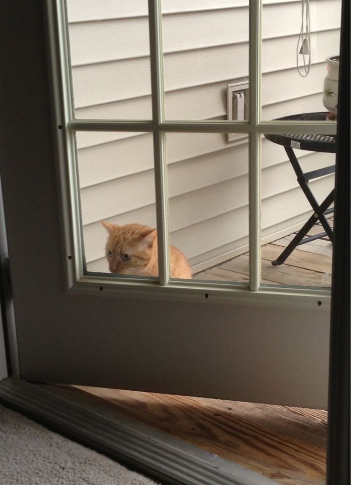 90 Idiot Cats That Will Make You Laugh Out Loud