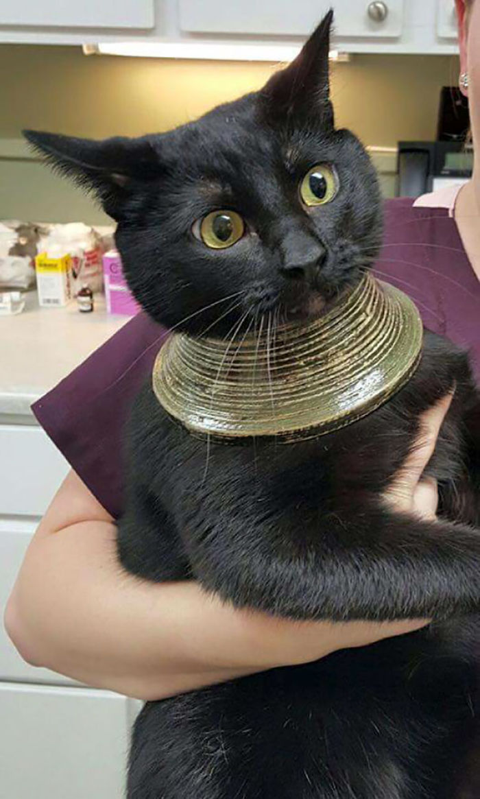 90 Idiot Cats That Will Make You Laugh Out Loud
