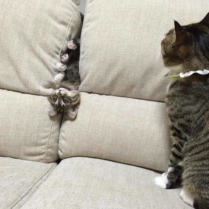 90 Idiot Cats That Will Make You Laugh Out Loud