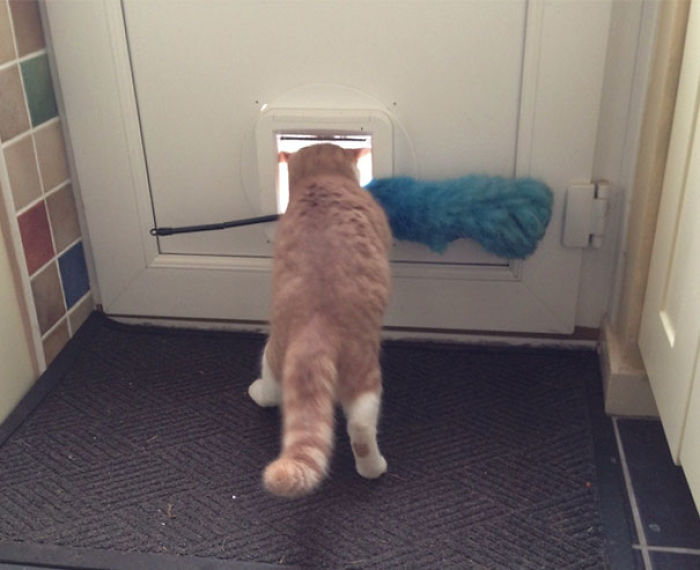 90 Idiot Cats That Will Make You Laugh Out Loud