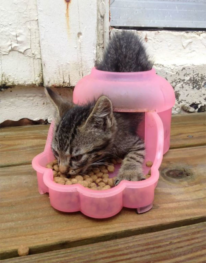 90 Idiot Cats That Will Make You Laugh Out Loud