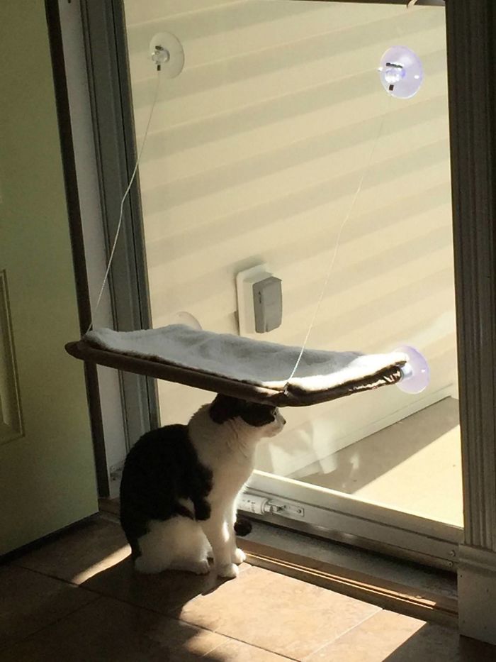 90 Idiot Cats That Will Make You Laugh Out Loud