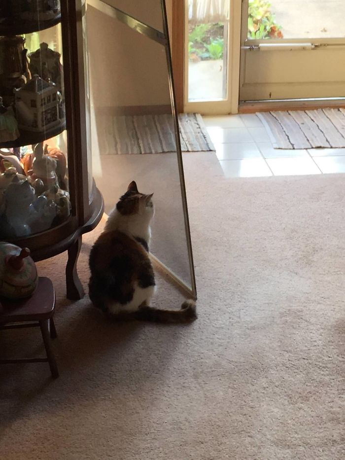90 Idiot Cats That Will Make You Laugh Out Loud