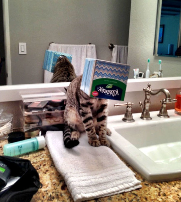 90 Idiot Cats That Will Make You Laugh Out Loud