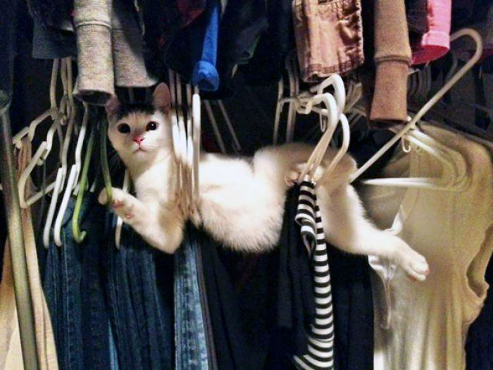 90 Idiot Cats That Will Make You Laugh Out Loud