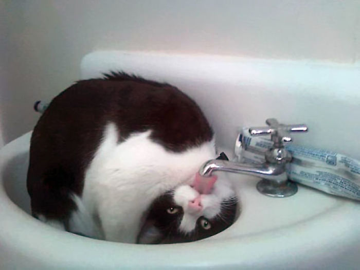 90 Idiot Cats That Will Make You Laugh Out Loud