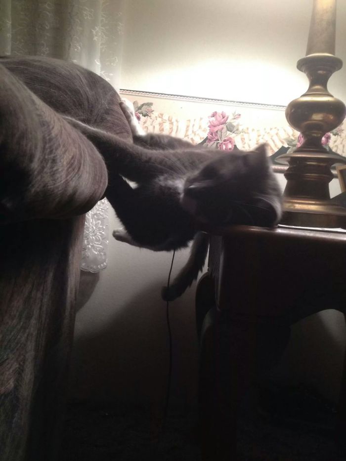 90 Idiot Cats That Will Make You Laugh Out Loud