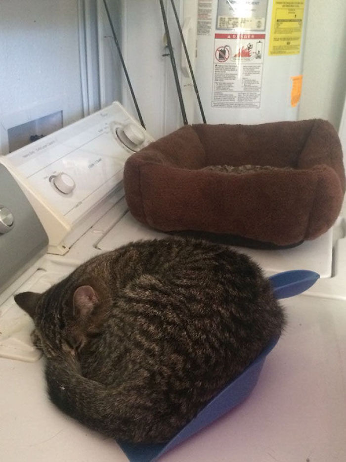 90 Idiot Cats That Will Make You Laugh Out Loud