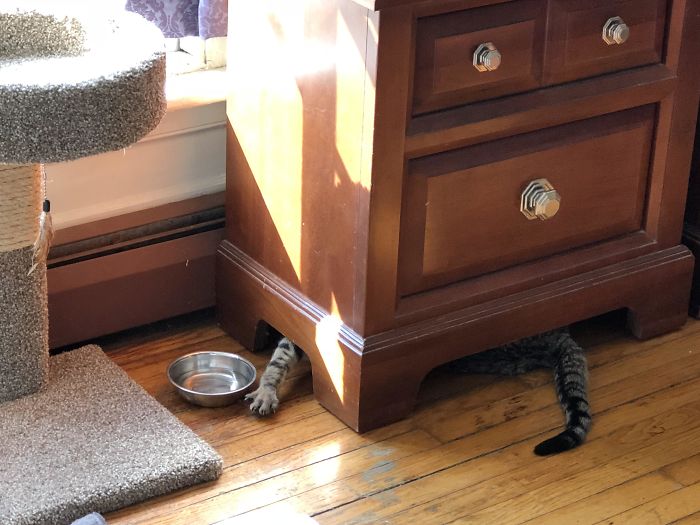 90 Idiot Cats That Will Make You Laugh Out Loud