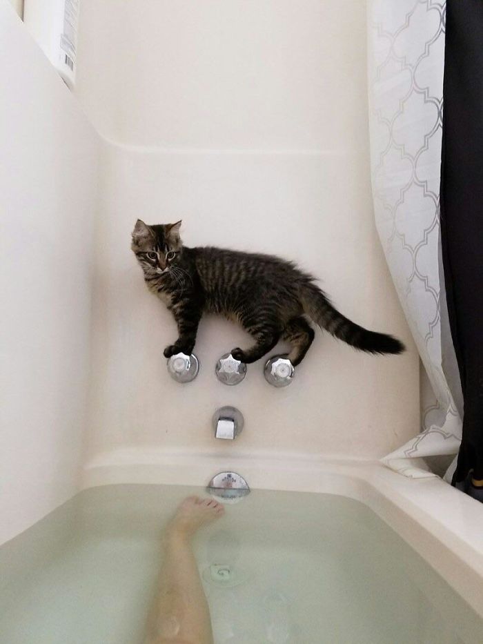 90 Idiot Cats That Will Make You Laugh Out Loud