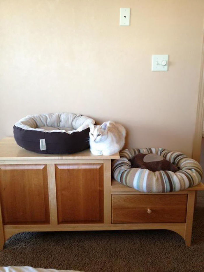 90 Idiot Cats That Will Make You Laugh Out Loud