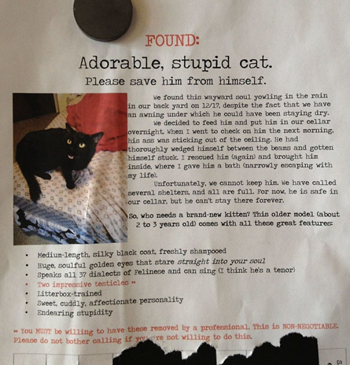 90 Idiot Cats That Will Make You Laugh Out Loud