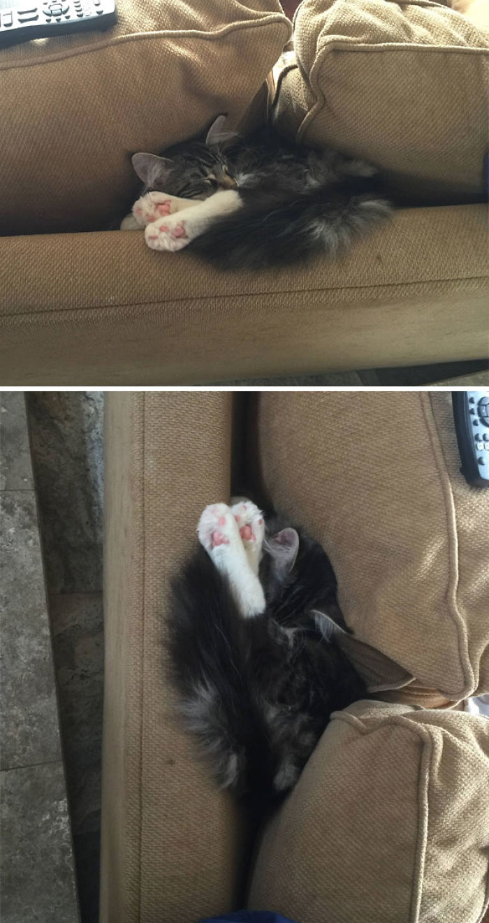90 Idiot Cats That Will Make You Laugh Out Loud