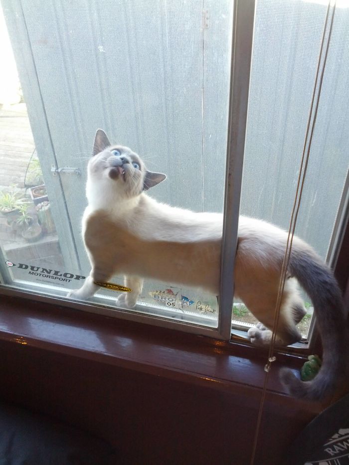 90 Idiot Cats That Will Make You Laugh Out Loud