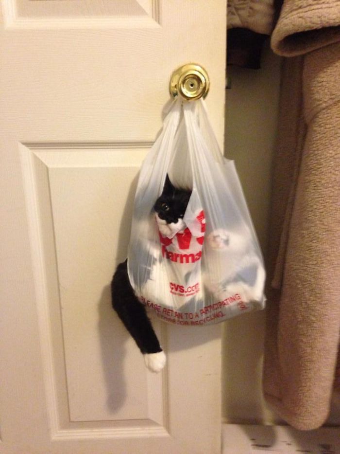 90 Idiot Cats That Will Make You Laugh Out Loud