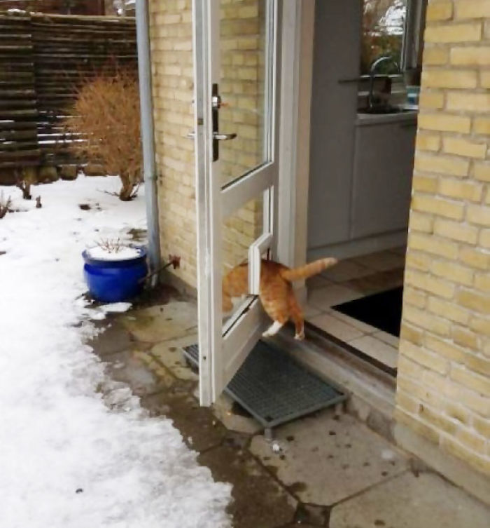 90 Idiot Cats That Will Make You Laugh Out Loud
