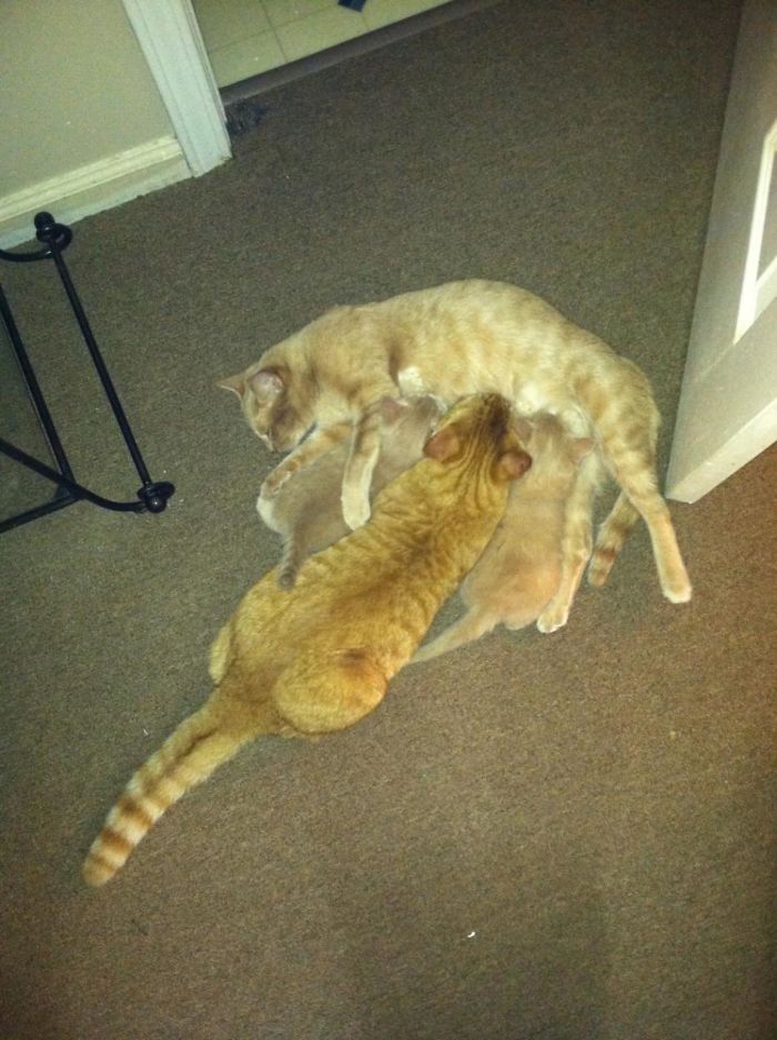 90 Idiot Cats That Will Make You Laugh Out Loud