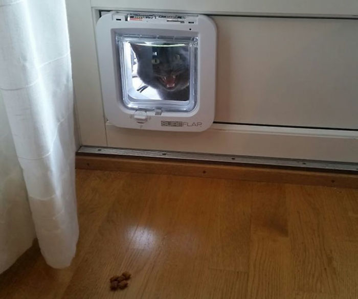 90 Idiot Cats That Will Make You Laugh Out Loud