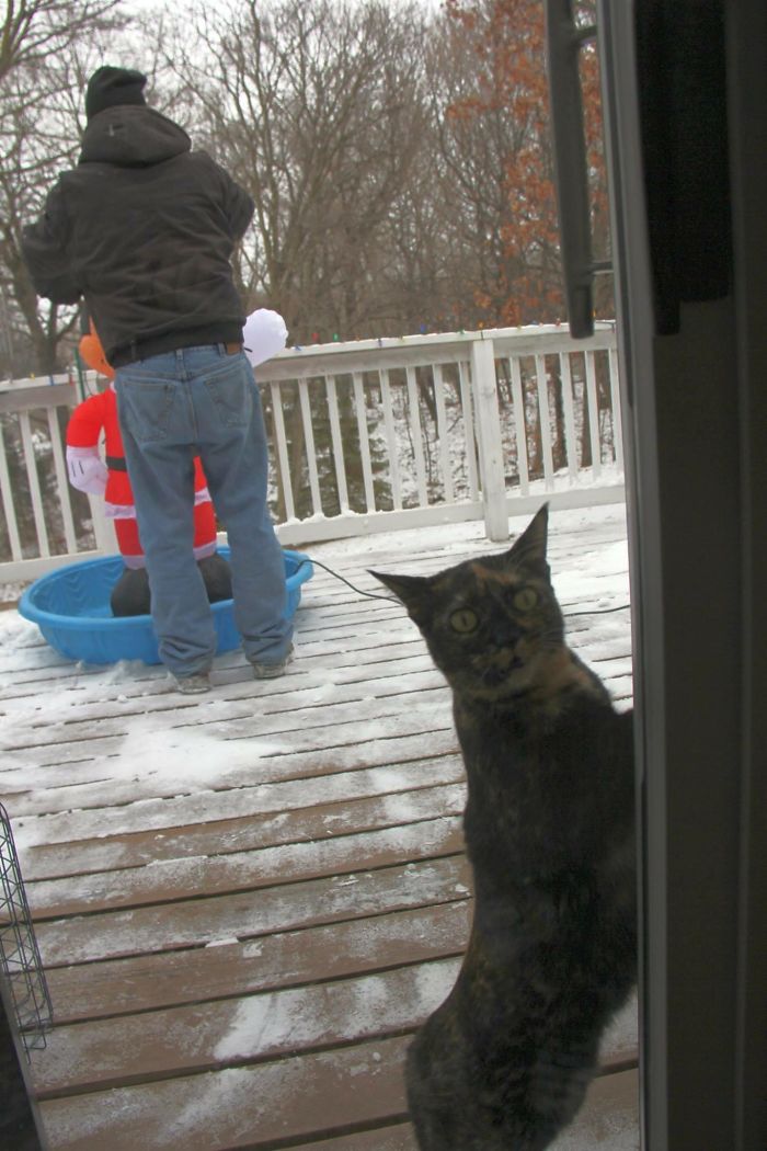 90 Idiot Cats That Will Make You Laugh Out Loud