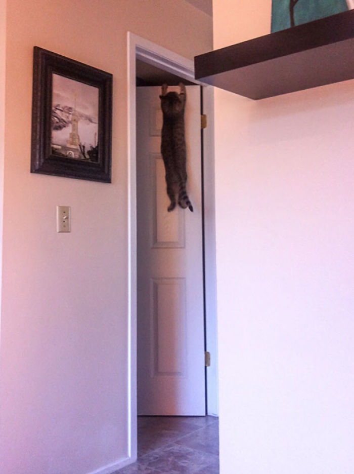 90 Idiot Cats That Will Make You Laugh Out Loud